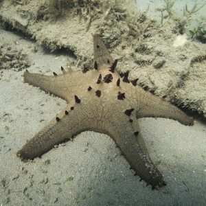 Échinodermes » Étoile de mer