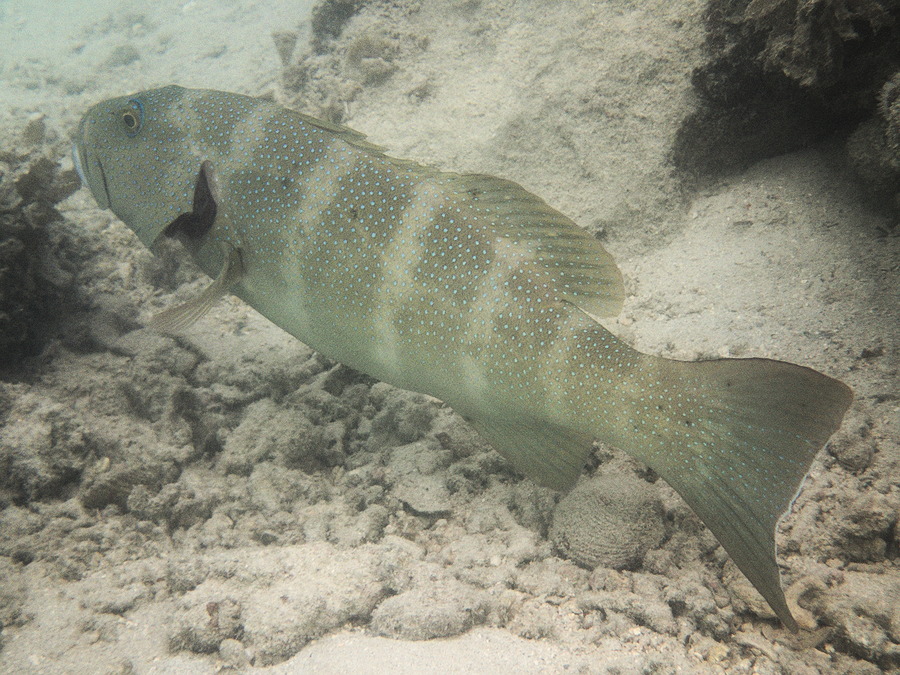 Plectropomus leopardus