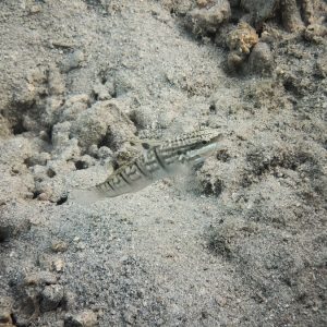 Poissons osseux » Gobie » Amblygobius phalaena