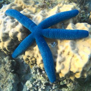 Échinodermes » Étoile de mer » Linckia laevigata