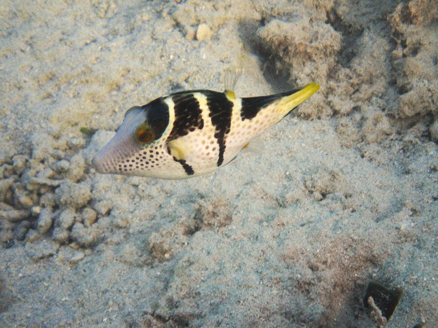 Canthigaster valentini