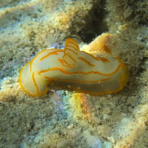 Mollusques » Gastéropode » Limaces de mer (opisthobranche) » Nudibranche » Doridien » Gymnodoris striatum