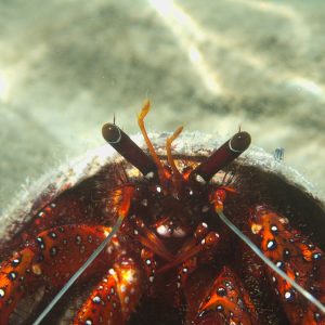 Crustacés » Bernard-l'ermite » Dardanus megistos