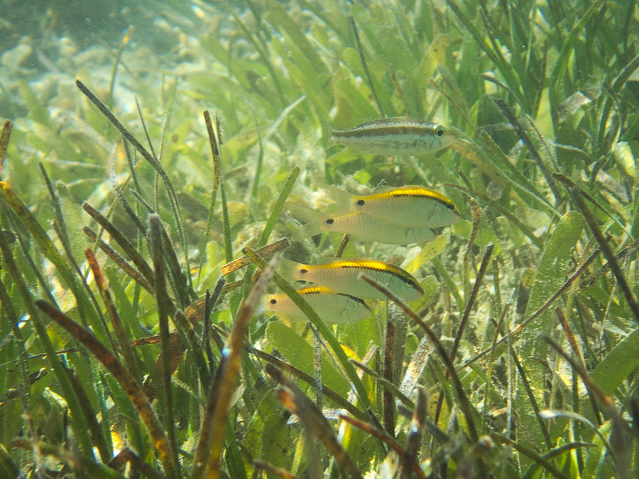 Poissons osseux