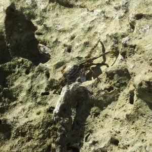 Crustacés » Crabe » Grapsus albolineatus