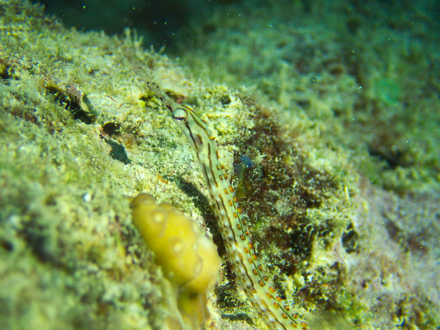 Corythoichthys ocellatus