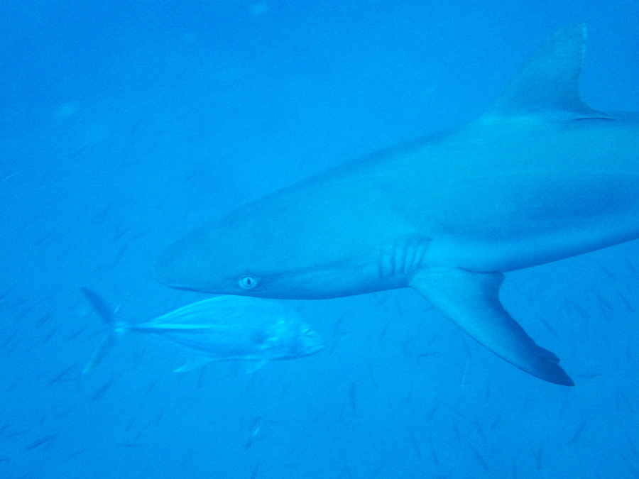 Carcharhinus amblyrhynchos - Nouvelle-Calédonie, Passe de Boulari, La Diéppoise