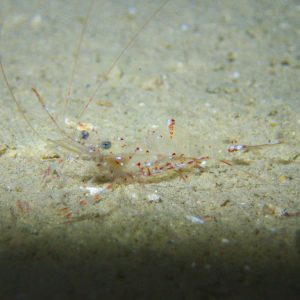 Crustacés » Crevette » Urocaridella sp.