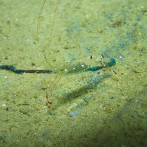 Crustacés » Crevette » Urocaridella antonbruunii