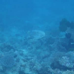 Tortue marine - Nouvelle-Calédonie, Yaté, Îlot Nouaré