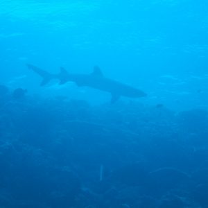 Poissons cartilagineux » Requin » Triaenodon obesus