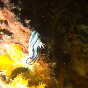 Mollusques » Gastéropode » Limaces de mer (opisthobranche) » Nudibranche » Doridien » Chromodoris lochi