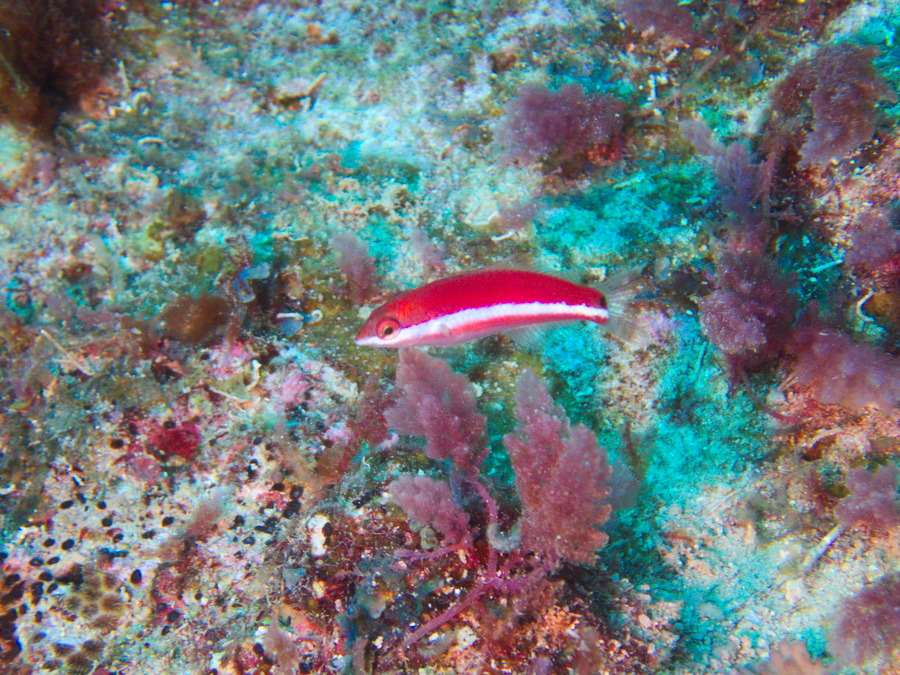 Poissons osseux