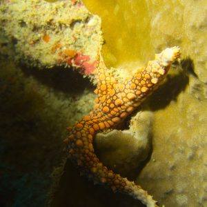 Échinodermes » Étoile de mer » Gomophia egyptiaca