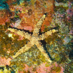 Échinodermes » Étoile de mer » Gomophia egyptiaca