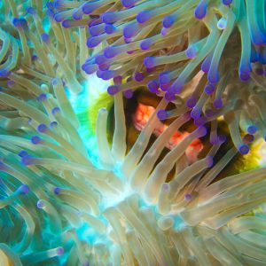 Cnidaires » Anémone de mer (actiniaire)