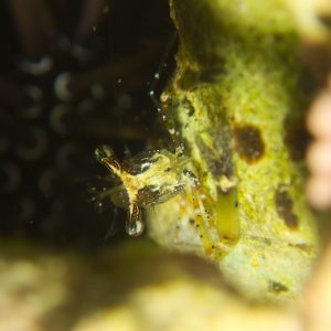 Crustacés » Crevette » Periclimenes tenuipes