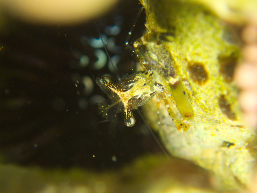 Periclimenes tenuipes