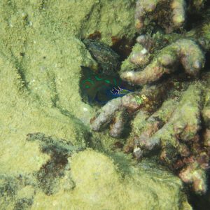 Synchiropus splendidus - Nouvelle-Calédonie, Nouméa, Baie des Citrons
