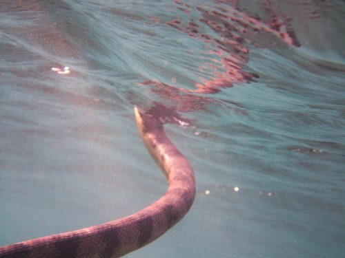 serpent marin qui respire à la surface