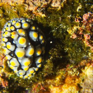 Mollusques » Gastéropode » Limaces de mer (opisthobranche) » Nudibranche » Doridien » Phyllidia carlsonhoffi