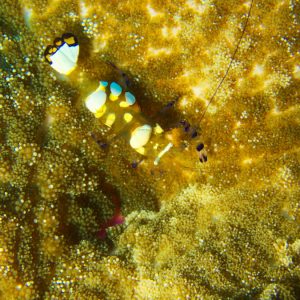 Crustacés » Crevette » Periclimenes brevicarpalis