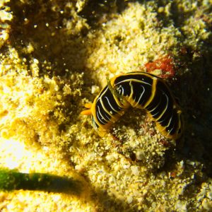 Mollusques » Gastéropode » Limaces de mer (opisthobranche) » Nudibranche » Doridien » Reticulidia halgerda