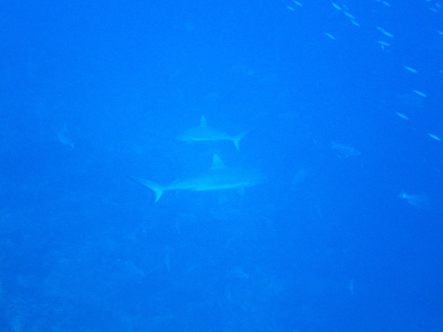 Carcharhinus amblyrhynchos