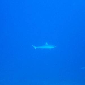 Poissons cartilagineux » Requin » Carcharhinus amblyrhynchos