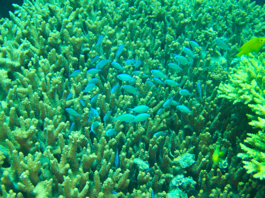 Chromis viridis