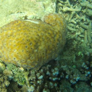 Palythoa sp. - Nouvelle-Calédonie, Nouméa, Baie des Citrons