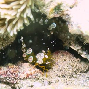 Crustacés » Crevette » Thor amboinensis