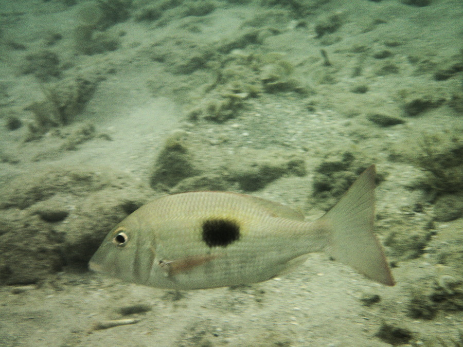 Poissons osseux