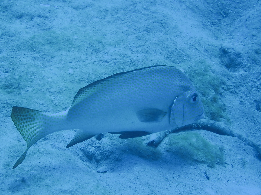 Poissons osseux