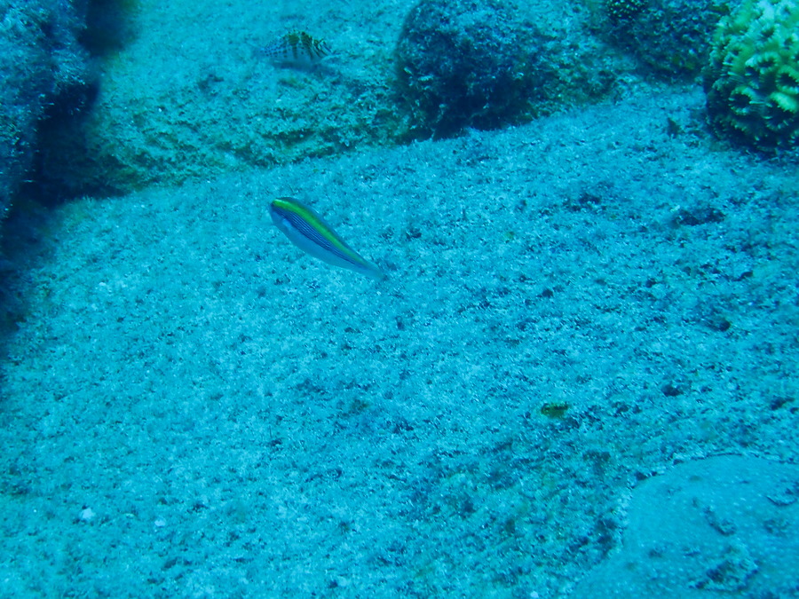Poissons osseux