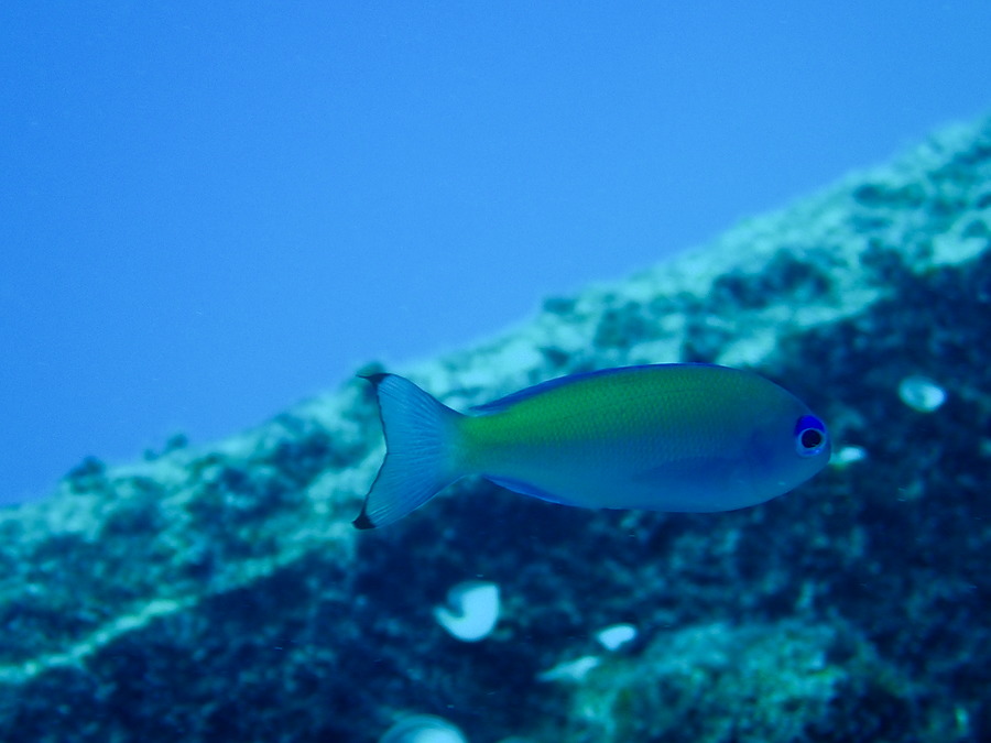 Poissons osseux