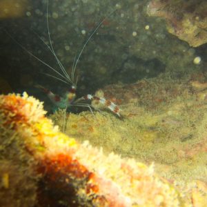 Crustacés » Crevette » Stenopus hispidus