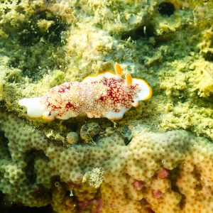 Mollusques » Gastéropode » Limaces de mer (opisthobranche) » Nudibranche » Doridien » Goniobranchus sp.