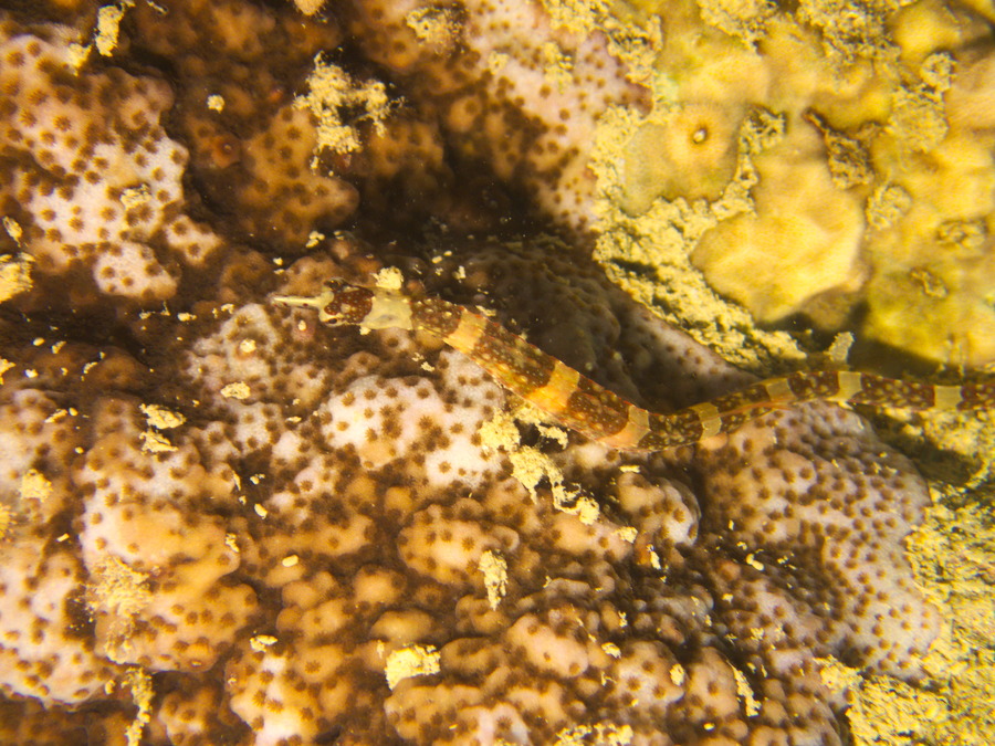 Corythoichthys amplexus - Nouvelle-Calédonie, Nouméa, Baie des Citrons