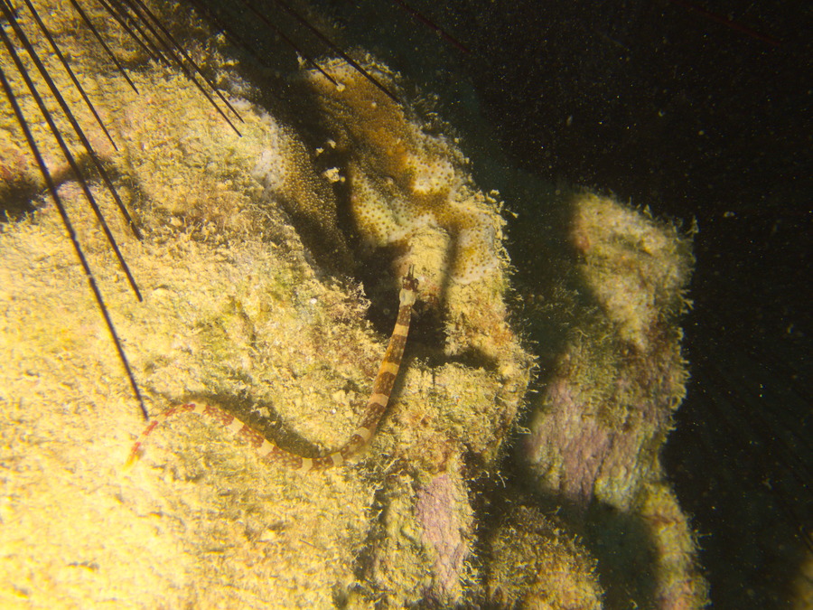 Corythoichthys amplexus