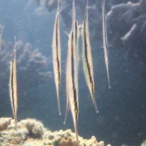 Aeoliscus strigatus - Nouvelle-Calédonie, Nouméa, Baie des Citrons