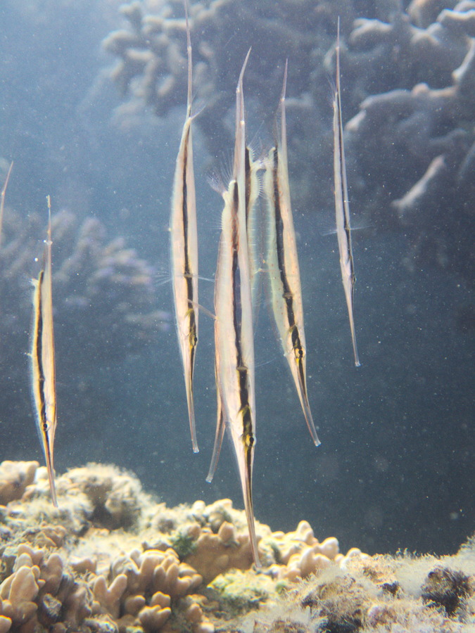 Aeoliscus strigatus - Nouvelle-Calédonie, Nouméa, Baie des Citrons