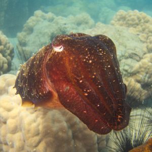 Mollusques » Céphalopode » Seiche (Sepia latimanus)