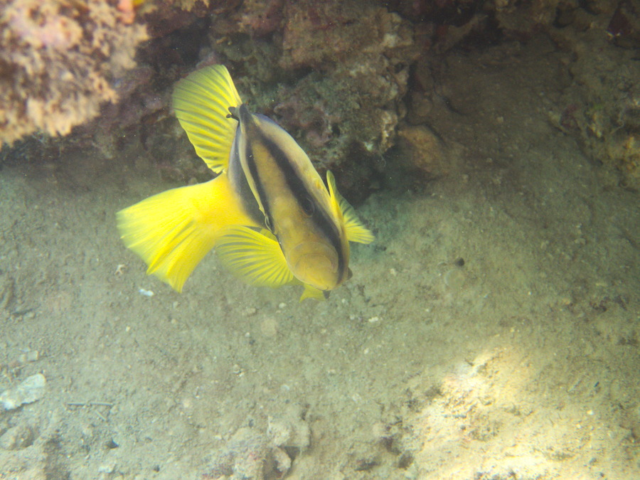 Diploprion bifasciatum - Nouvelle-Calédonie, Nouméa, Baie des Citrons