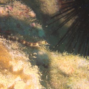 Poissons osseux » Poisson-pipe » Corythoichthys amplexus