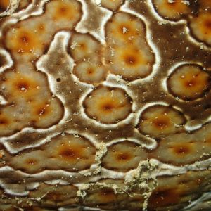 Échinodermes » Holothurie » Bohadschia argus