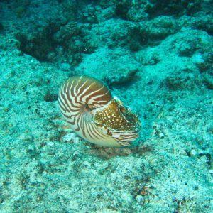 Mollusques » Céphalopode » Nautile