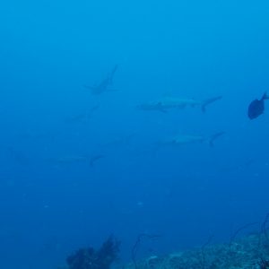 Poissons cartilagineux » Requin » Carcharhinus amblyrhynchos