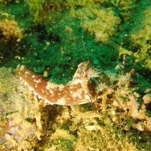 Mollusques » Gastéropode » Limaces de mer (opisthobranche) » Nudibranche » Doridien » Ceratosoma tenue
