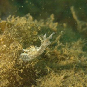 Mollusques » Gastéropode » Limaces de mer (opisthobranche) » Nudibranche